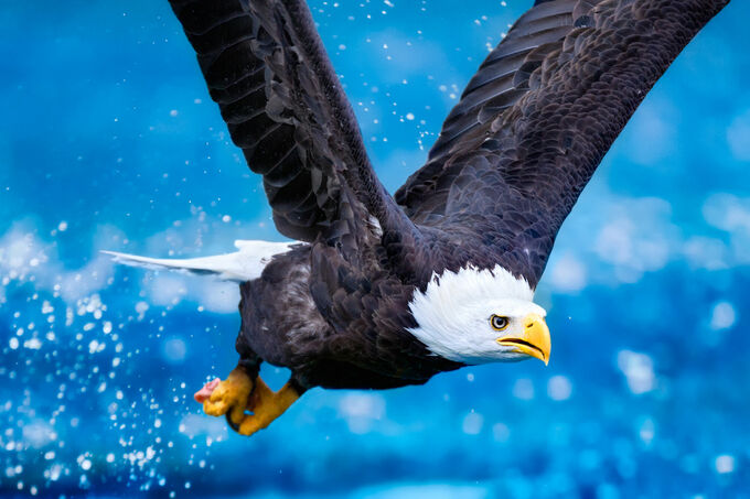 Bald Eagle catching fish