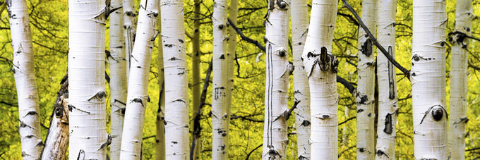 Aspens