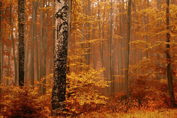 Herfst in het bos