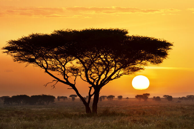 Serengeti Sunset