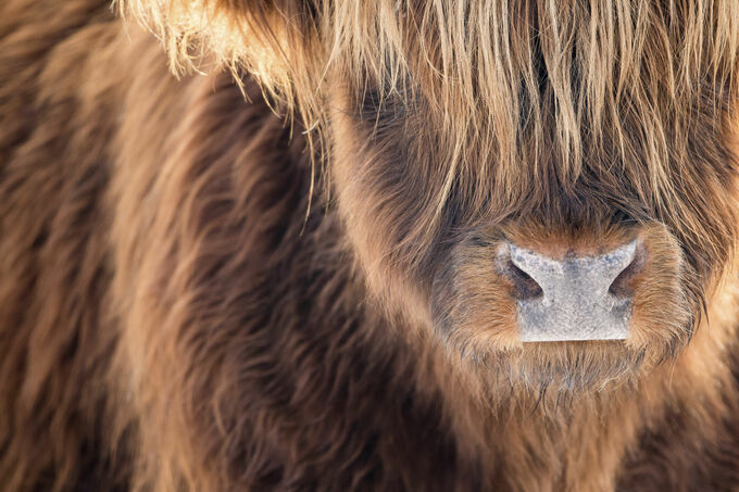 Hooglander portret