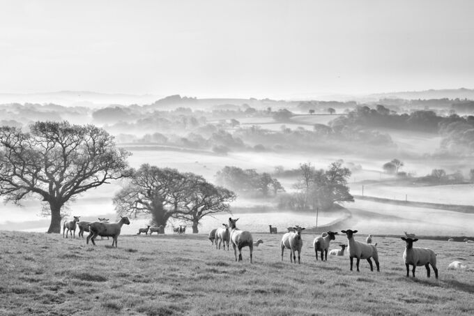 Misty Morning