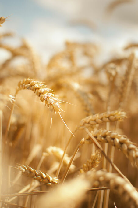 Wheat close-up