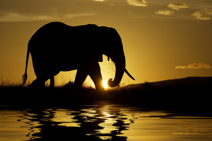 Elephant at sunrise