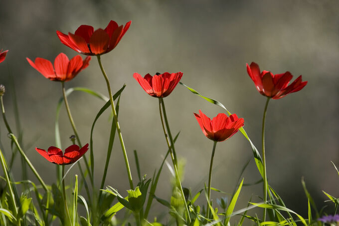 Red flowers