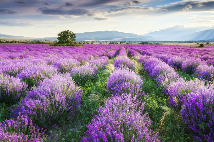 Bed of Lavender