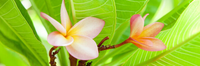 Plumeria