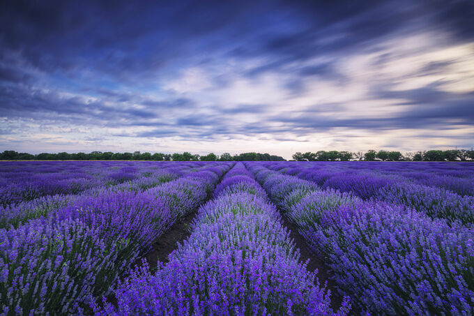 Blooming Lavender