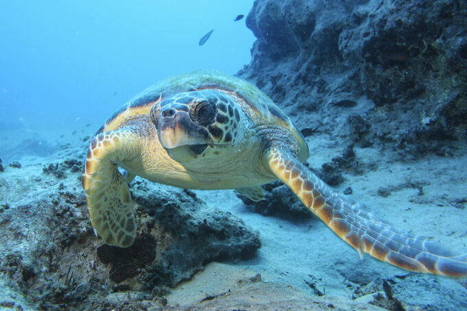 Hawksbill Turtle