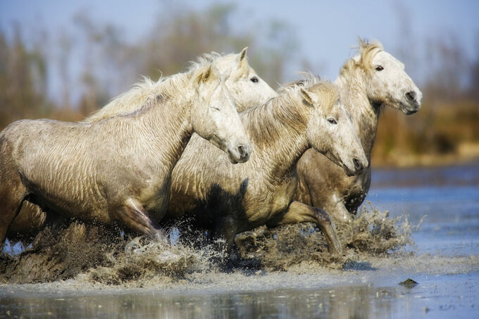 Horses of the Camargue