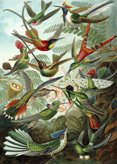 Ernst Haeckel - Trochilidae