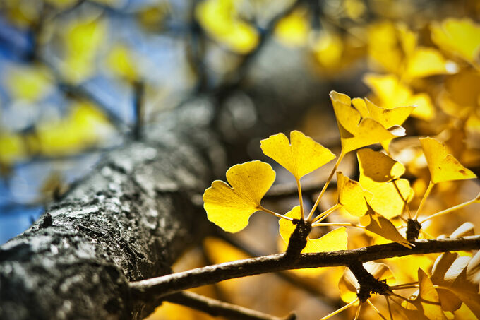 Yellow leafs in Fall