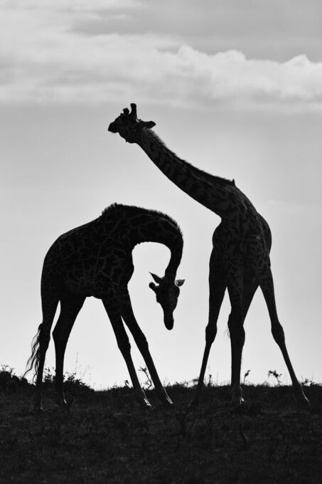 Necking Giraffes