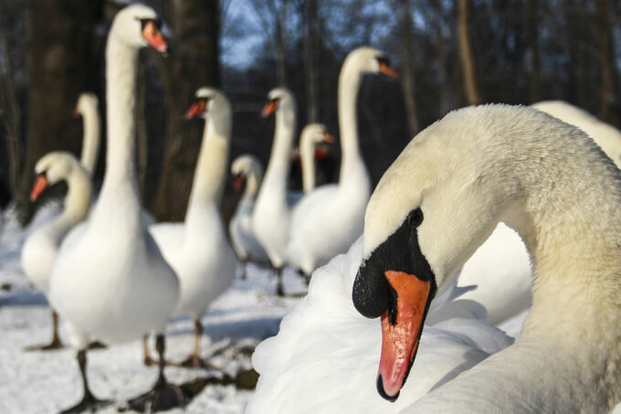 Swans