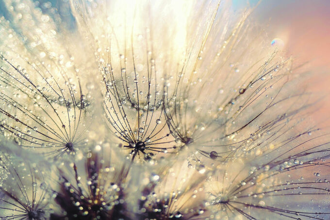 Mystical Dandelion