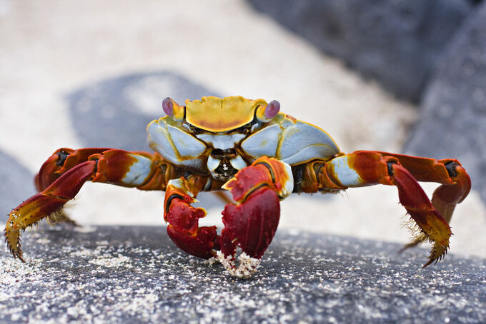 Sally Lightfoot crab