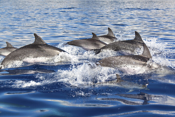 Dolfijnen in blauw