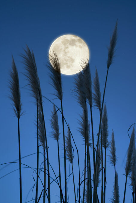 Full Moon Feather Fluffers