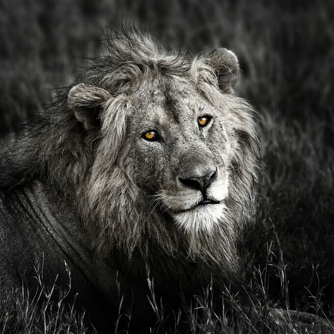 Lion - The Stare