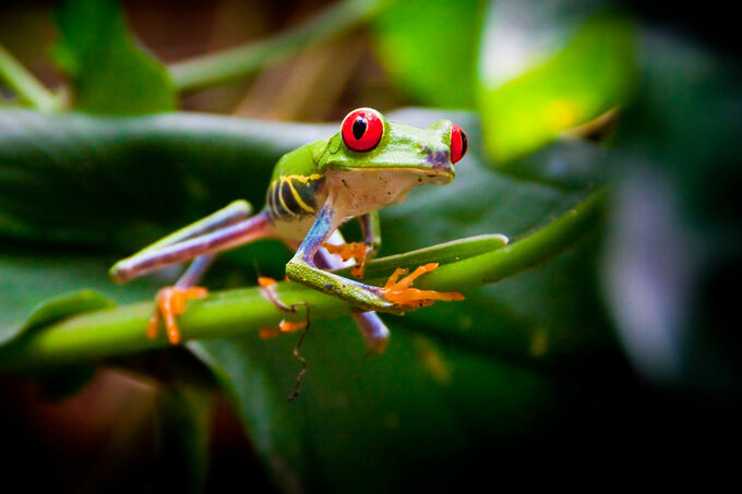 Tree frog