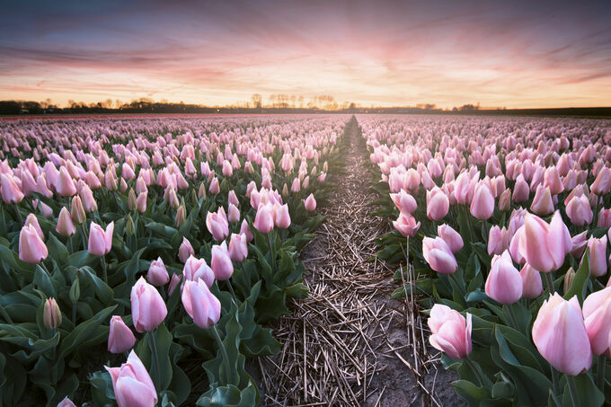 Tulpenveld