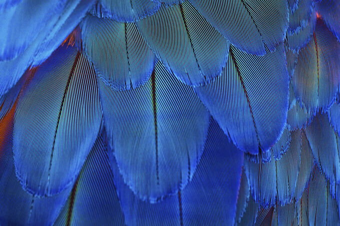 Blue Parrot Feathers