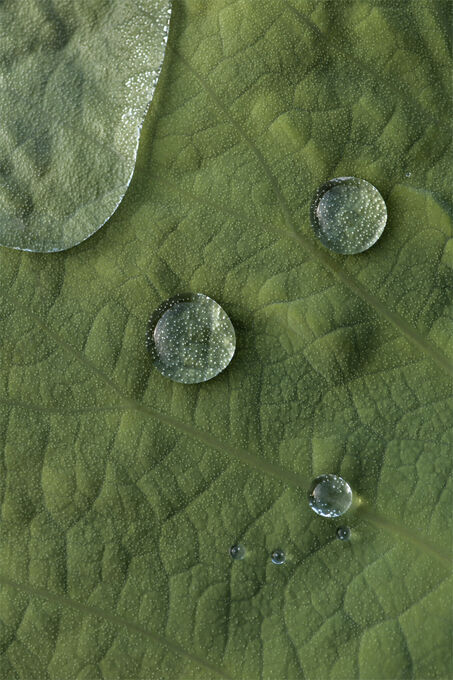 Lotus water drops