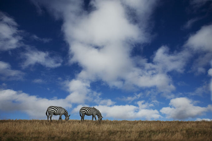 Zebra's on the plains