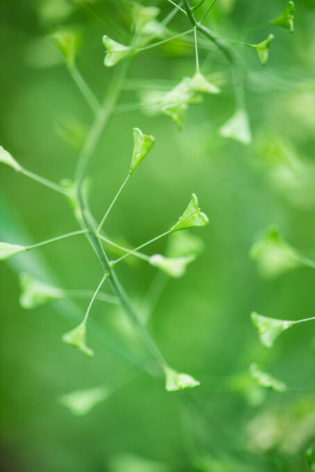 Green in Focus