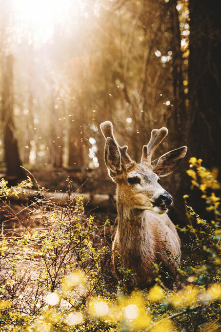 Bambi in Yosemity National Park