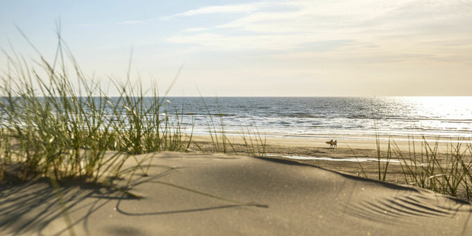 Hollandse duinen