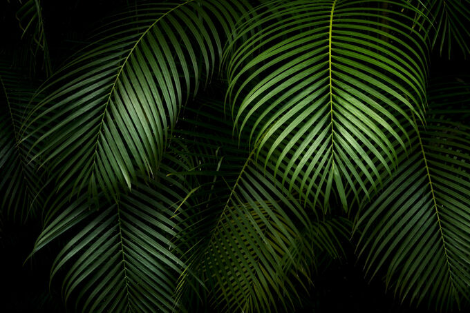 Bamboo Palm Greens