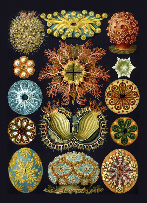 Ernst Haeckel - Ascidiae