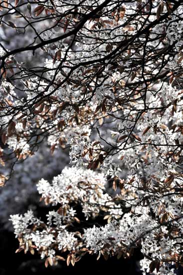 White Japan Spring Blossoms