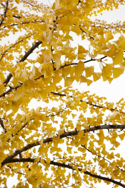 Staand 2:3 (donkergroen-gele bank) template A