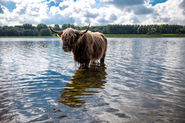 Hooglander te water