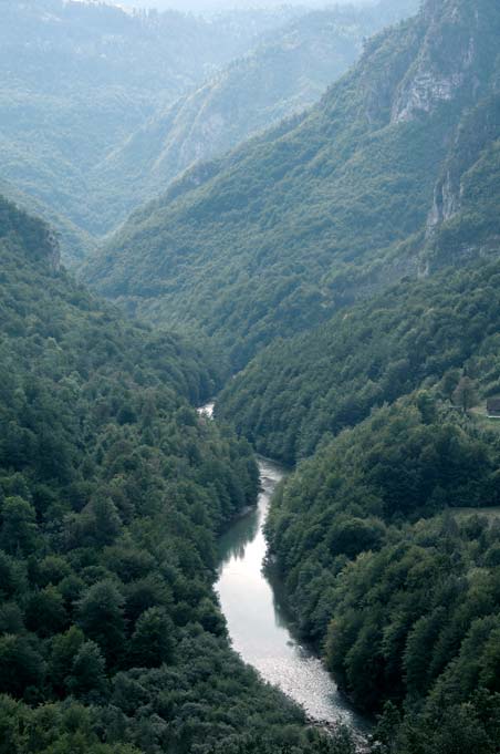 River through the forest