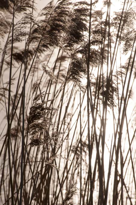 Gras in de gouden zon