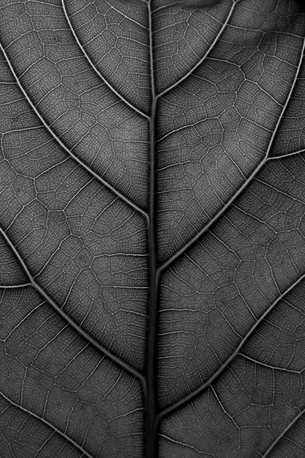 Black Leaf