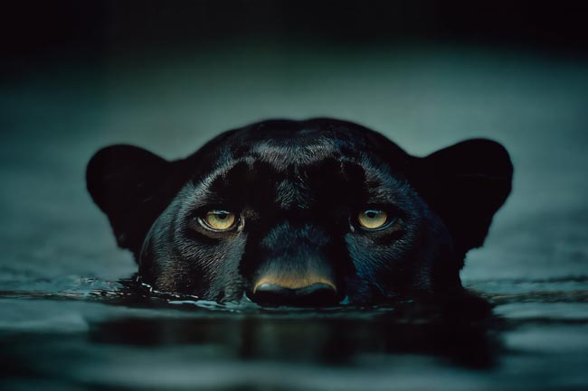 Black Panther in the Water