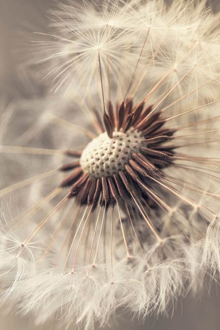 Fragile dandelion