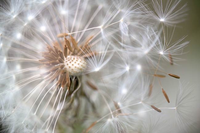 Fragile beauty of a Dandelion