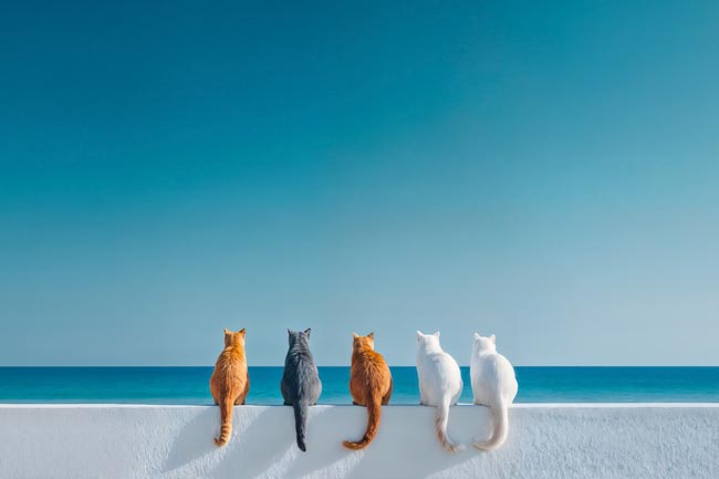 Cats in Greece