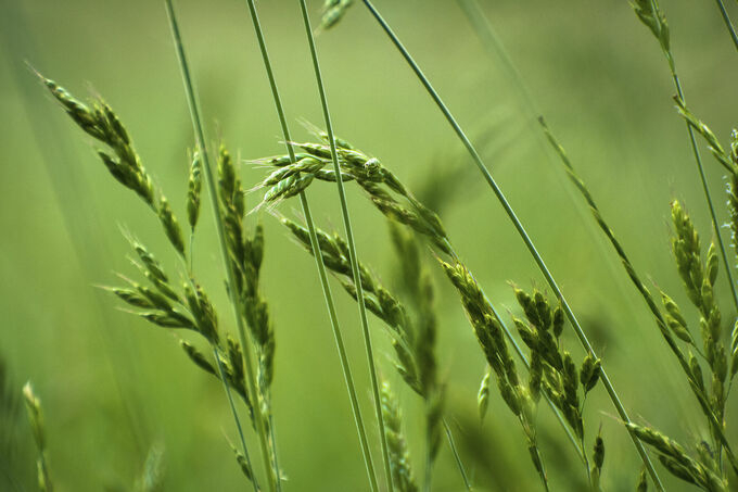 Cropper image