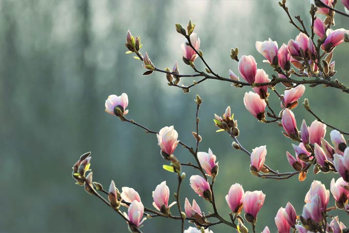 Elegante Magnolia