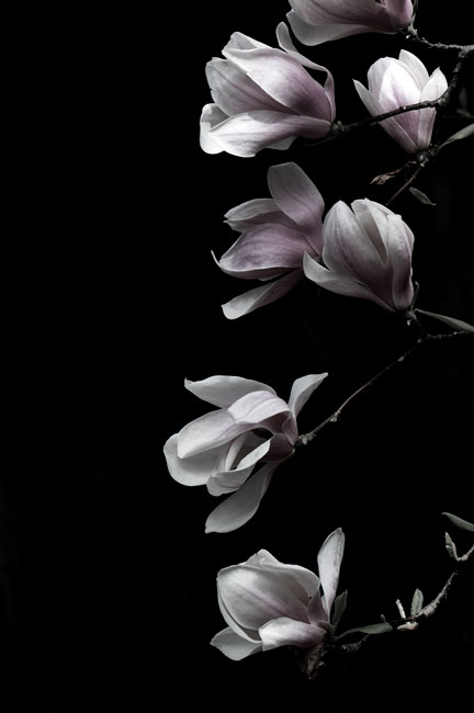 Magnolia on Black