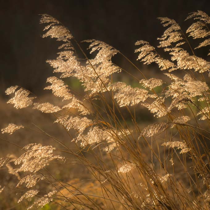 Gouden pluimen