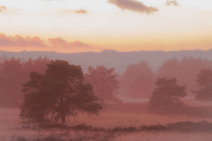 Rosé gouden landschap