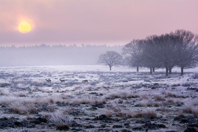 Roze zonsopgang