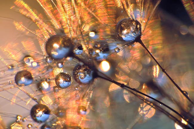 Dandelion fireworks